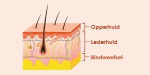 Verschillende huidlagen opperhuid lederhuid bindweefsel