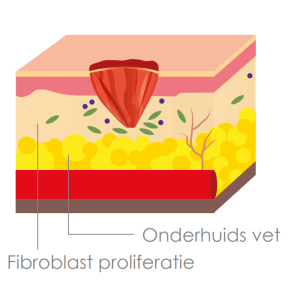 Proliferatie fase van het wondgenezingsproces